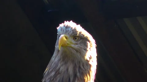 Bald Eagle Haliaetus leucocphalus Reserve Ireland Stock Footage 233726508