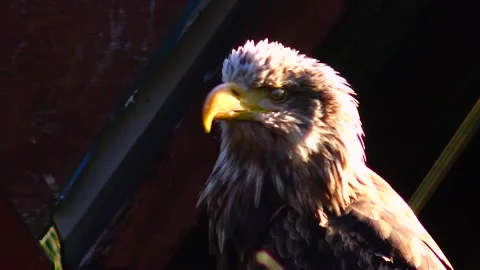 Bald Eagle Haliaetus leucocphalus Reserve Ireland Stock Footage 233726700