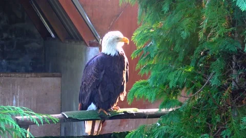 Bald Eagle Haliaetus leucocphalus Reserve Ireland Stock Footage 233726922