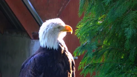 Bald Eagle Haliaetus leucocphalus Reserve Ireland Stock Footage 233726981