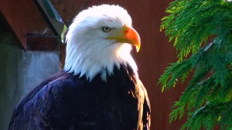 Bald Eagle Haliaetus leucocphalus Reserve Ireland Stock Footage 233727085