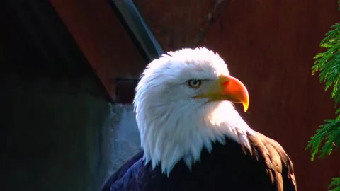 Bald Eagle Haliaetus leucocphalus Reserve Ireland Stock Footage 233727150