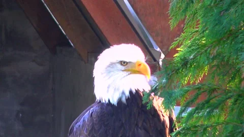 Bald Eagle Haliaetus leucocphalus Reserve Ireland Stock Footage 233727578