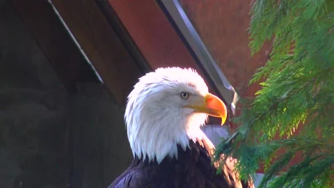 Bald Eagle Haliaetus leucocphalus Reserve Ireland Stock Footage 233727870
