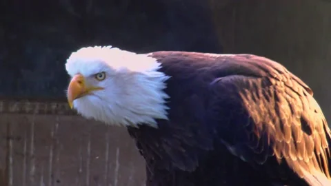 Bald Eagle Haliaetus leucocphalus Reserve Ireland Stock Footage 233727871