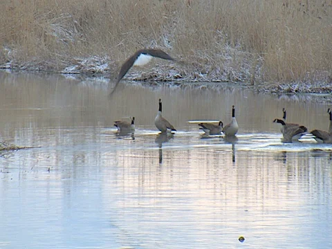 Bald Eagle Harasses a Flock of Canada Geese Stock Footage 124355381