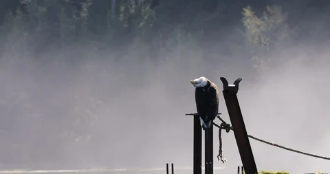Bald eagle in the harbour of Ucluelet on Vancouver Island (British Stock Footage 104555882