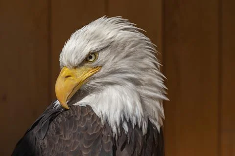 The bald eagle has a turned head and the background is dark brown. Stock Photos