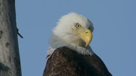 Bald Eagle head and shoulder. Stock Footage 38938596