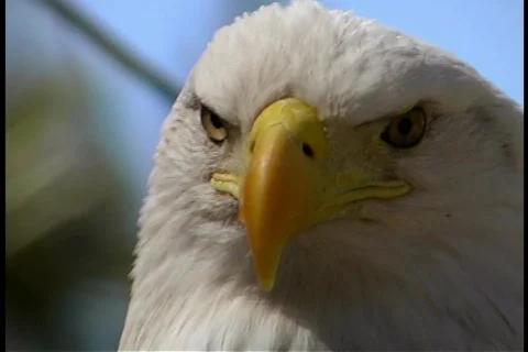 Bald Eagle Head Close Up Bird of Prey Video stock 141688