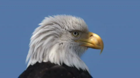 Bald Eagle head up close Stock Footage 457841