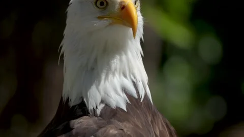 A bald eagle head close up Stock Footage 274229007