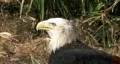 Bald Eagle head close HD HD Footage