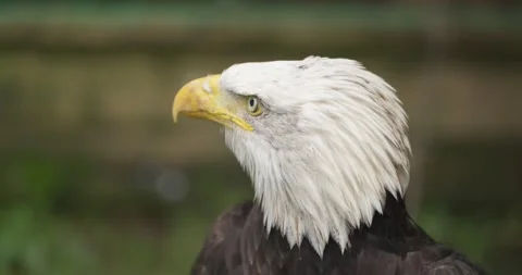 Bald Eagle Head Extreme Close-Up in Slow Motion at Jeju Flower Bird Park Stock Footage 338415213