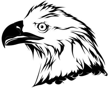 Bald Eagle Head Stock Illustration