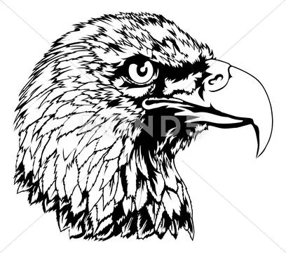 Eagle Head Cliparts, Stock Vector and Royalty Free Eagle Head Illustrations