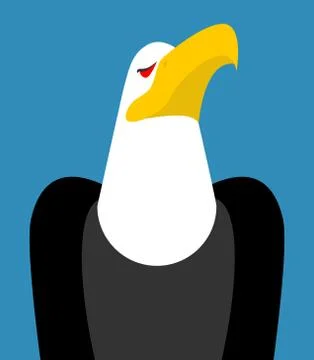 Bald eagle head isolated. Bird an eagles face on white background Stock Illustration