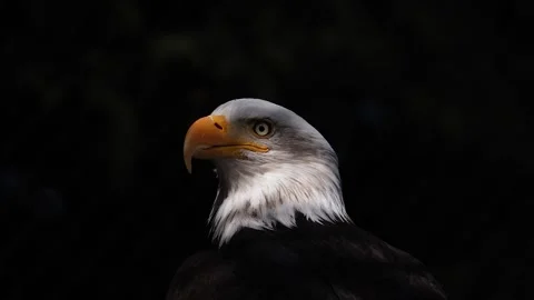 Bald eagle head isolated on black background. Stock Footage 281920677