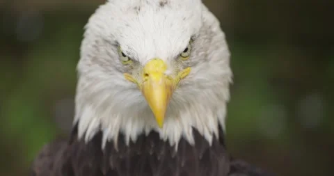 Bald Eagle Head Macro Close-Up Staring and Turning at Jeju Flower Bird Park Stock Footage 338414766