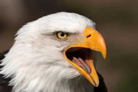 Bald Eagle Headshot Foto stock