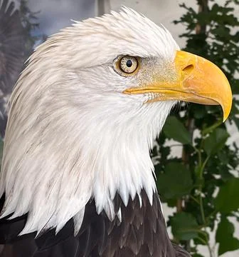 Bald Eagle Headshot Foto stock