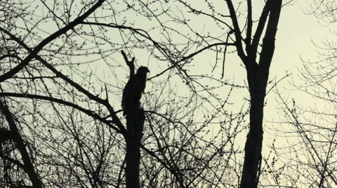 Bald eagle hidden among trees Stock-Footage 48579537