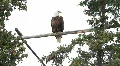 Bald Eagle high on perch P HD 1398 Vídeo HD