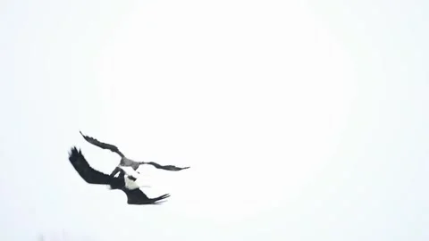 Bald eagle hit in flight by another eagle slow motion Stock Footage 266805087
