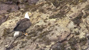 Bald eagle holding fish on rocks Stock Footage 85533546