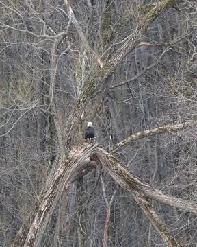 Bald Eagle in huge willow tree Stock Photos