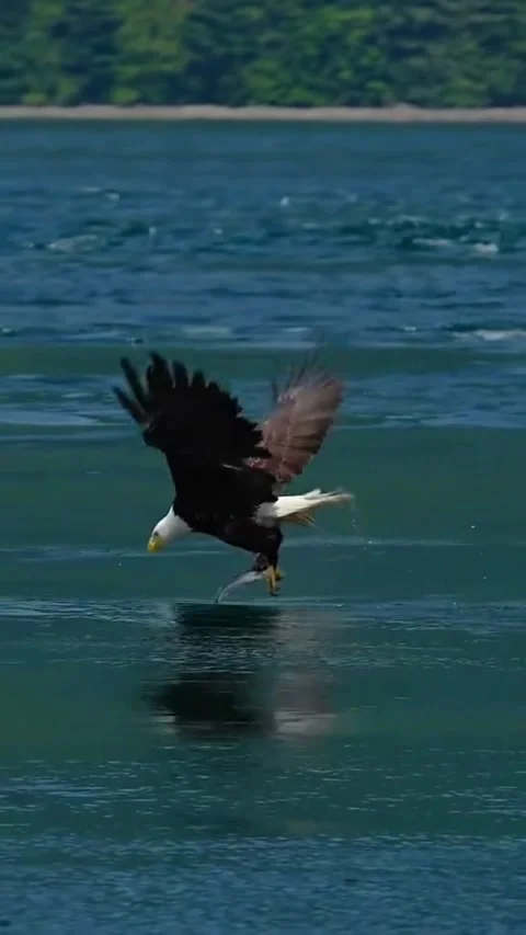 Bald eagle hunting and catching fish from the water surface Stock Footage 341652698