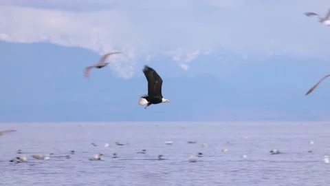 Bald eagle hunting for herring during the herring spawn surrounded by other Stock Footage 344088691