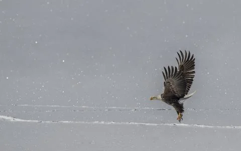 Bald Eagle hunting in the snow Stock Photos