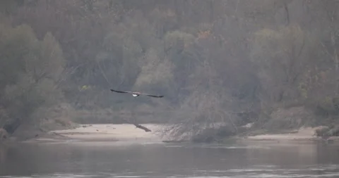 Bald eagle hunts by the river, 4K slomo Stock Footage 166176175