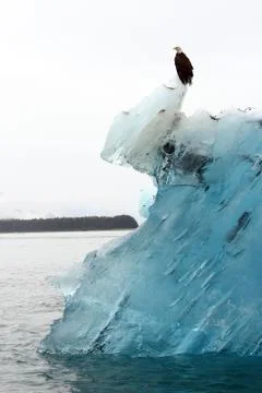 Bald eagle on iceberg Stock Photos