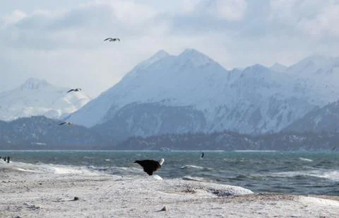 Bald eagle on icy beach Stock Photos