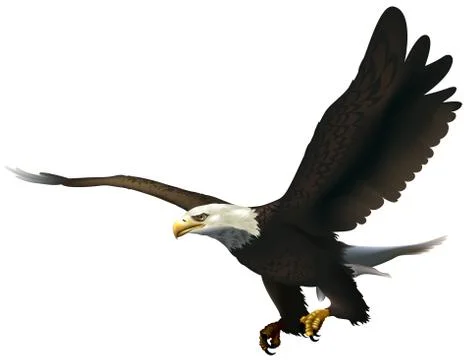 Bald Eagle Stock Illustration