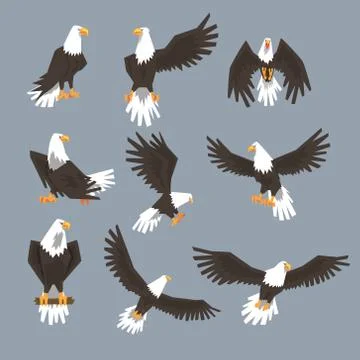 Bald Eagle Image Set On Grey Background Stock Illustration