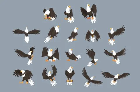 Bald Eagle Image Set On Grey Background Stock Illustration