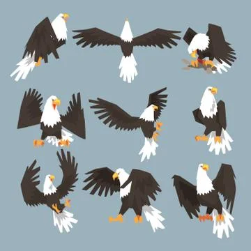 Bald Eagle An Image Set Hunting On Gray Background Stock Illustration