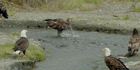 Bald eagle, immature, catches fish in creek, flies off, drops fish, sucker 2k Stock-Footage 254117739
