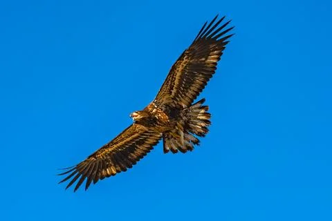 Bald Eagle immature with fish over the Boise River Idaho Stock Photos