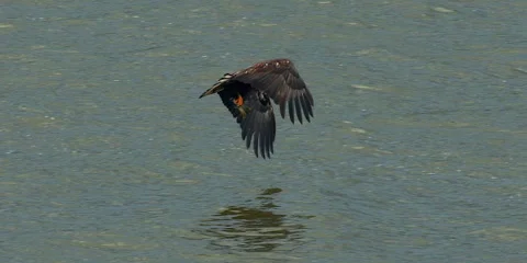 Bald eagle immature flying with fish,  slo mo, 2k Stock Footage 278768650