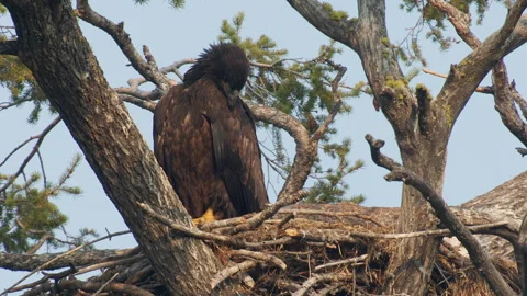 Bald eagle immature in nest at 12 weeks, 4k Stock Footage 280530402