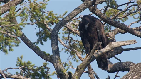 Bald eagle immature nestling walking on branch, talons, slomo 4k Stock Footage 280926893