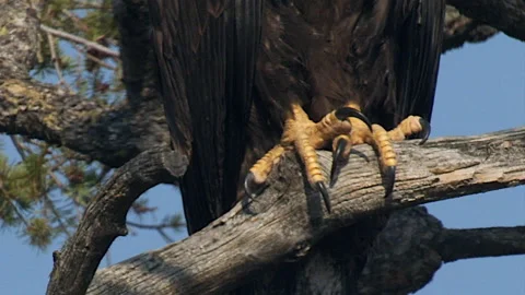 Bald eagle immature talons on branch, 4k Stock Footage 280926842