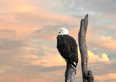 Bald Eagle Inspiration Stock Photos