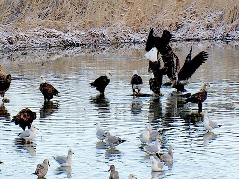 Bald Eagle interaction while competing for food in the winter, w audio Stock Footage 124509872