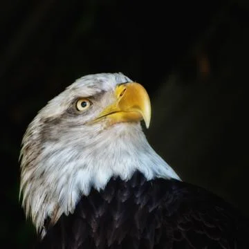 Bald Eagle isolated on Black Background Stock Photos