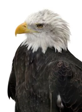 Bald Eagle isolated Stock Photos